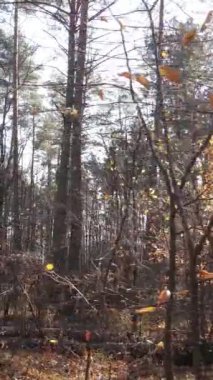 Öğleden sonra güzel bir ormanın dikey videosu, hava manzarası.