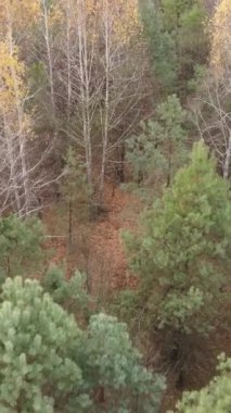 Öğleden sonra güzel bir ormanın dikey videosu, hava manzarası.