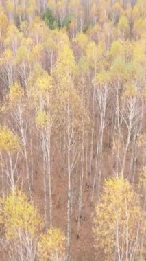 Öğleden sonra güzel bir ormanın dikey videosu, hava manzarası.