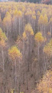 Öğleden sonra güzel bir ormanın dikey videosu, hava manzarası.