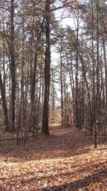 Öğleden sonra güzel bir ormanın dikey videosu, hava manzarası.