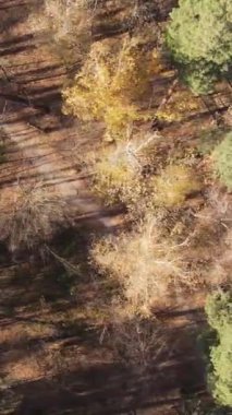 Öğleden sonra güzel bir ormanın dikey videosu, hava manzarası.