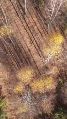 Öğleden sonra güzel bir ormanın dikey videosu, hava manzarası.