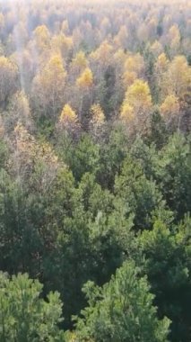 Öğleden sonra güzel bir ormanın dikey videosu, hava manzarası.