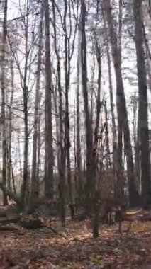 Öğleden sonra güzel bir ormanın dikey videosu, hava manzarası.