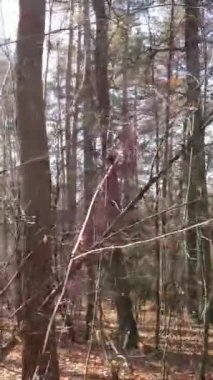 Öğleden sonra güzel bir ormanın dikey videosu, hava manzarası.