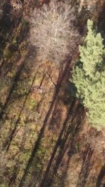 Öğleden sonra güzel bir ormanın dikey videosu, hava manzarası.