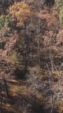 Öğleden sonra güzel bir ormanın dikey videosu, hava manzarası.