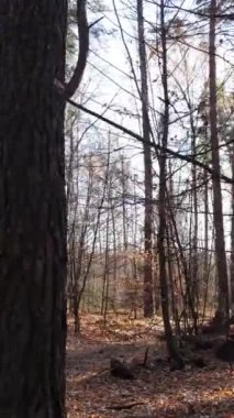 Öğleden sonra güzel bir ormanın dikey videosu, hava manzarası.