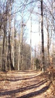 Öğleden sonra güzel bir ormanın dikey videosu, hava manzarası.