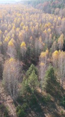 Öğleden sonra güzel bir ormanın dikey videosu, hava manzarası.