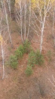 Öğleden sonra güzel bir ormanın dikey videosu, hava manzarası.