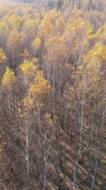 Öğleden sonra güzel bir ormanın dikey videosu, hava manzarası.