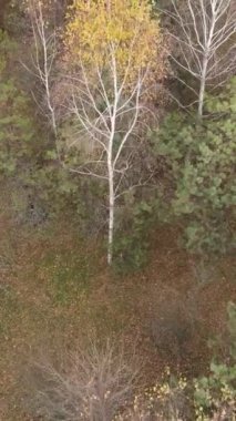 Öğleden sonra güzel bir ormanın dikey videosu, hava manzarası.