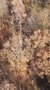 Öğleden sonra güzel bir ormanın dikey videosu, hava manzarası.