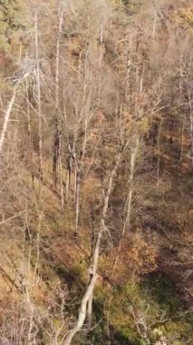 Öğleden sonra güzel bir ormanın dikey videosu, hava manzarası.