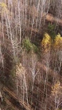 Öğleden sonra güzel bir ormanın dikey videosu, hava manzarası.