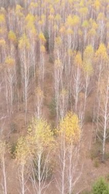 Öğleden sonra güzel bir ormanın dikey videosu, hava manzarası.