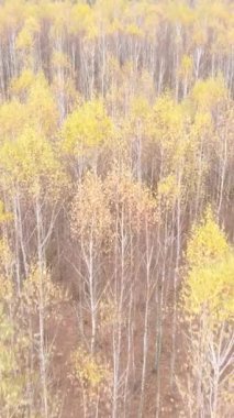 Öğleden sonra güzel bir ormanın dikey videosu, hava manzarası.