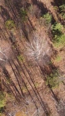 Öğleden sonra güzel bir ormanın dikey videosu, hava manzarası.