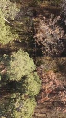 Öğleden sonra güzel bir ormanın dikey videosu, hava manzarası.