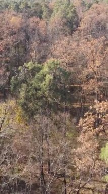 Öğleden sonra güzel bir ormanın dikey videosu, hava manzarası.