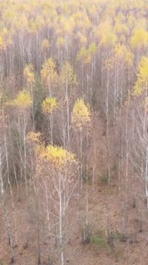 Öğleden sonra güzel bir ormanın dikey videosu, hava manzarası.