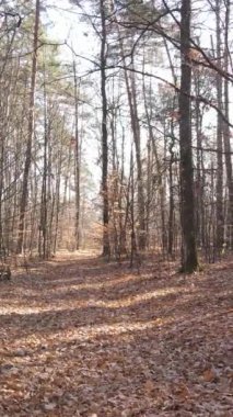 Öğleden sonra güzel bir ormanın dikey videosu, hava manzarası.