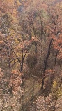 Öğleden sonra güzel bir ormanın dikey videosu, hava manzarası.