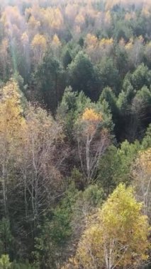 Öğleden sonra güzel bir ormanın dikey videosu, hava manzarası.