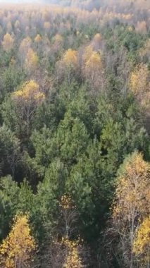 Öğleden sonra güzel bir ormanın dikey videosu, hava manzarası.