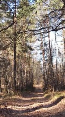 Öğleden sonra güzel bir ormanın dikey videosu, hava manzarası.