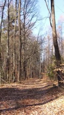 Öğleden sonra güzel bir ormanın dikey videosu, hava manzarası.