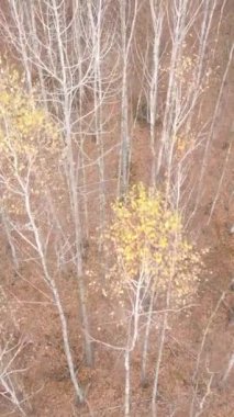 Öğleden sonra güzel bir ormanın dikey videosu, hava manzarası.