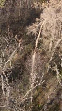 Öğleden sonra güzel bir ormanın dikey videosu, hava manzarası.