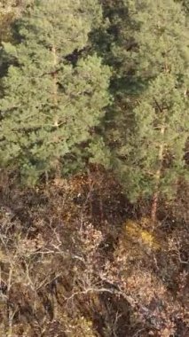 Öğleden sonra güzel bir ormanın dikey videosu, hava manzarası.