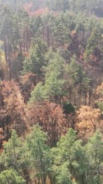 Öğleden sonra güzel bir ormanın dikey videosu, hava manzarası.