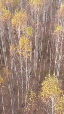 Öğleden sonra güzel bir ormanın dikey videosu, hava manzarası.