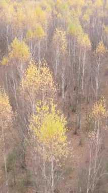 Öğleden sonra güzel bir ormanın dikey videosu, hava manzarası.
