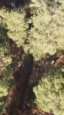 Öğleden sonra güzel bir ormanın dikey videosu, hava manzarası.