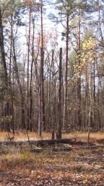 Öğleden sonra güzel bir ormanın dikey videosu, hava manzarası.