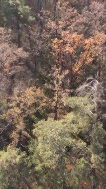 Öğleden sonra güzel bir ormanın dikey videosu, hava manzarası.