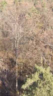 Öğleden sonra güzel bir ormanın dikey videosu, hava manzarası.