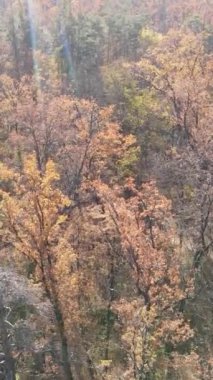 Öğleden sonra güzel bir ormanın dikey videosu, hava manzarası.