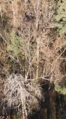 Öğleden sonra güzel bir ormanın dikey videosu, hava manzarası.