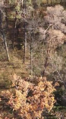 Öğleden sonra güzel bir ormanın dikey videosu, hava manzarası.