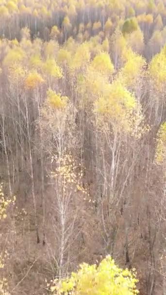 Κατακόρυφο βίντεο ενός δάσους με δέντρα κατά τη διάρκεια της ημέρας — Αρχείο Βίντεο
