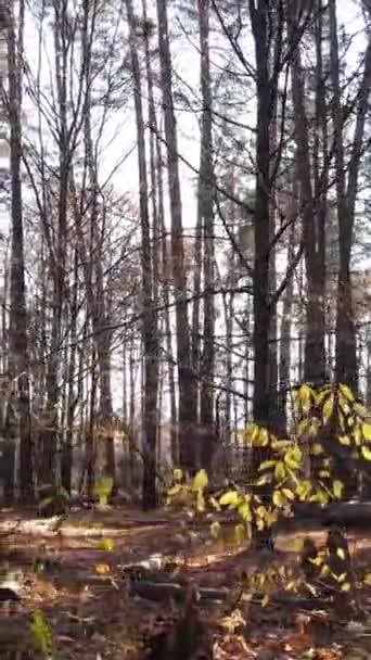 Vídeo vertical de un bosque con árboles durante el día — Vídeo de stock