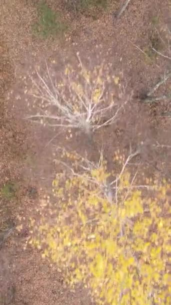 Vídeo vertical de uma floresta com árvores durante o dia — Vídeo de Stock