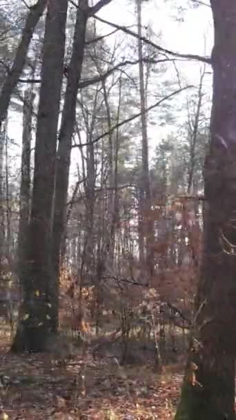 Vidéo verticale d'une belle forêt dans l'après-midi, vue aérienne — Video